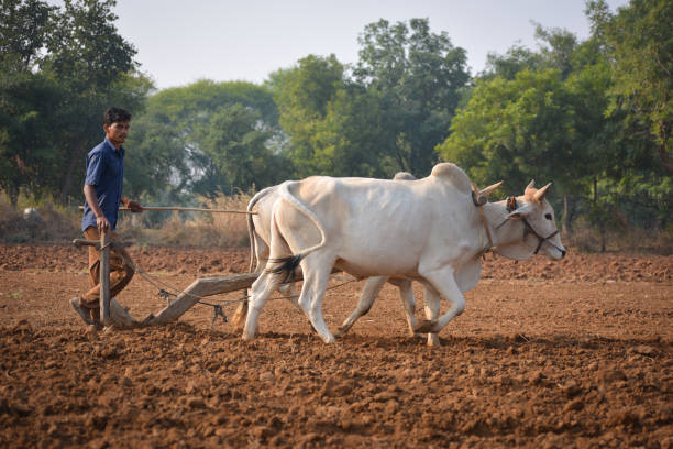 Unidentified Indian farmer working with bull at his farm. TIKAMGARH, MADHYA PRADESH, INDIA - NOVEMBER 23, 2020: Unidentified Indian farmer working with bull at his farm. bullock cart india stock pictures, royalty-free photos & images