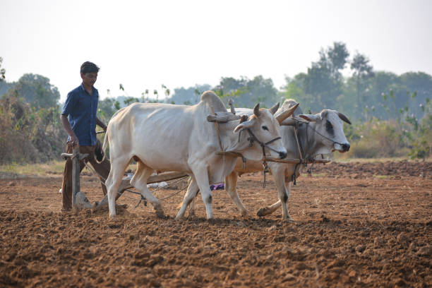 Unidentified Indian farmer working with bull at his farm. TIKAMGARH, MADHYA PRADESH, INDIA - NOVEMBER 23, 2020: Unidentified Indian farmer working with bull at his farm. bullock cart india stock pictures, royalty-free photos & images