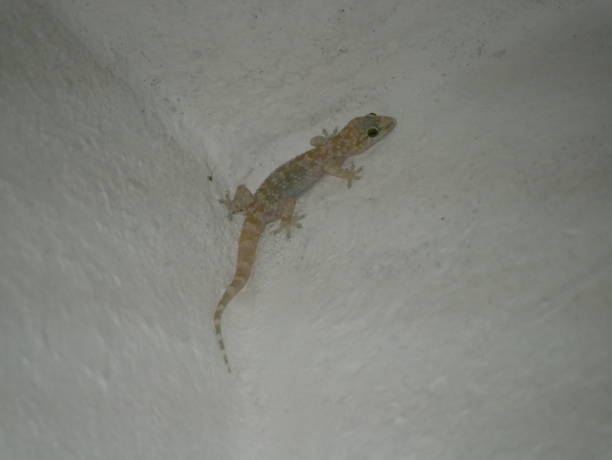 istock House lizard or little gecko on a white wall. A small predator crawls over a vertical stone wall inside a house on a summer night. 1289319050