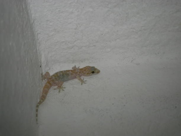 istock House lizard or little gecko on a white wall. A small predator crawls over a vertical stone wall inside a house on a summer night. 1289319064