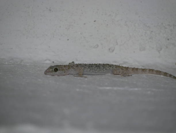 istock House lizard or little gecko on a white wall. A small predator crawls over a vertical stone wall inside a house on a summer night. 1289319079