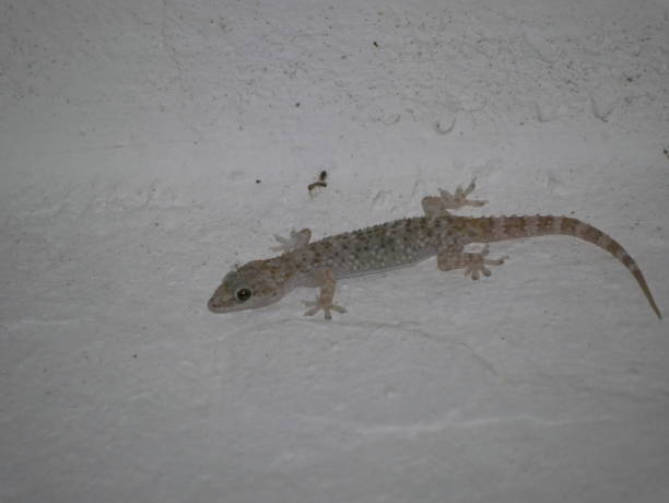 istock House lizard or little gecko on a white wall. A small predator crawls over a vertical stone wall inside a house on a summer night. 1289319092