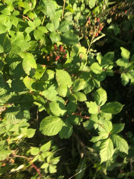 istock Unripe blackberries on the bush 1289319967