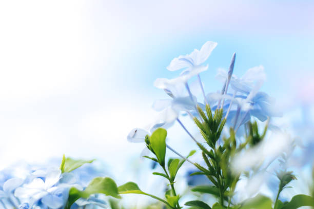 istock Purple flowers blooming garden soft light on blur background 1289320041
