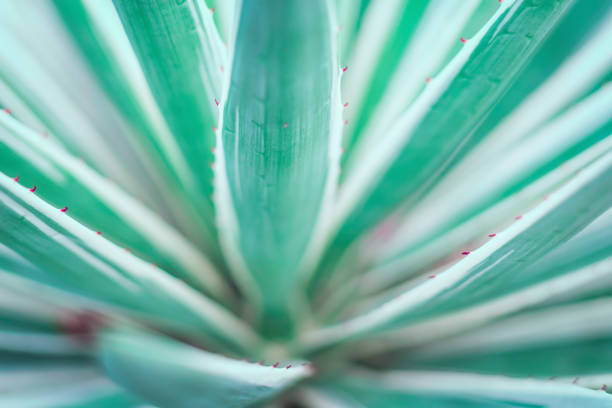 istock Green leaf natural pattern layers background - Abstract green leaves texture cactus soft and smooth background 1289320058