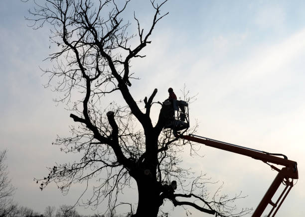 tree climber on a crane platform in a basket with a railing. cut of an old dry tree with a chainsaw. He has a helmet and a red winter jacket
