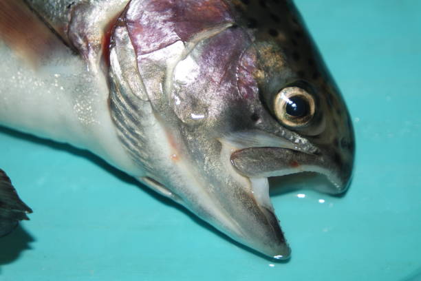 close-up de peixe com uma escamas de pele cinza ou cinza e prata brilhante - enfiada de peixes - fotografias e filmes do acervo