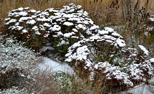 alopecuroides, brown, cleaning, close, close up, closeup, cover, december, dry, flower, flowerbed, frost, frosty, garden, grass, hameln, hirta, ice, landscape, landscaping, lawn, layer, leaf, miscanthus, ornamental, overweight, park, pathway, pennisetum, perennial, plant, plow, plowing, prairie, rudbeckia, sedum, seeds, sidewalk, sinensis, snow, snowflakes, sowing, street, telephium, texture, top, upper, view, winter, yellow