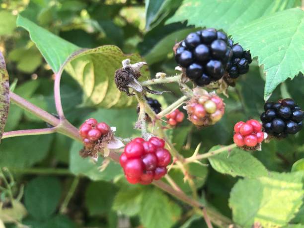 istock Unripe blackberries on the bush 1289321120