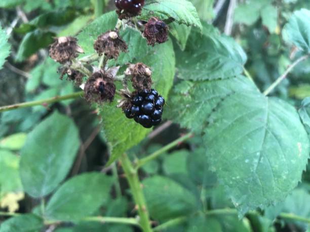 istock Unripe blackberries on the bush 1289321122