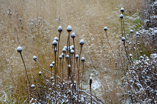 alopecuroides, brown, cleaning, close, close up, closeup, cover, december, dry, flower, flowerbed, frost, frosty, garden, grass, hameln, hirta, ice, landscape, landscaping, lawn, layer, leaf, miscanthus, ornamental, overweight, park, pathway, pennisetum, perennial, plant, plow, plowing, prairie, rudbeckia, sedum, seeds, sidewalk, sinensis, snow, snowflakes, sowing, street, telephium, texture, top, upper, view, winter, yellow