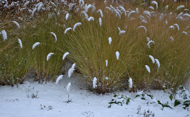 lits vivaces avec fleurs ornementales et herbes. légèrement recouvert d’une couche de neige fraîche. les textures des tiges sèches, des feuilles et des fleurs sont mises en évidence. parc de plantation des prairies - succulent plant sedum temperate flower perennial photos et images de collection