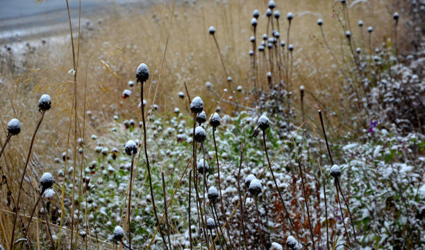 lits vivaces avec fleurs ornementales et herbes. légèrement recouvert d’une couche de neige fraîche. les textures des tiges sèches, des feuilles et des fleurs sont mises en évidence. parc de plantation des prairies - succulent plant sedum temperate flower perennial photos et images de collection