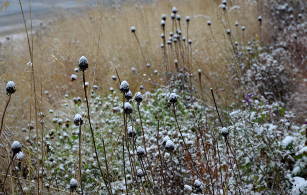 lits vivaces avec fleurs ornementales et herbes. légèrement recouvert d’une couche de neige fraîche. les textures des tiges sèches, des feuilles et des fleurs sont mises en évidence. parc de plantation des prairies - succulent plant sedum temperate flower perennial photos et images de collection