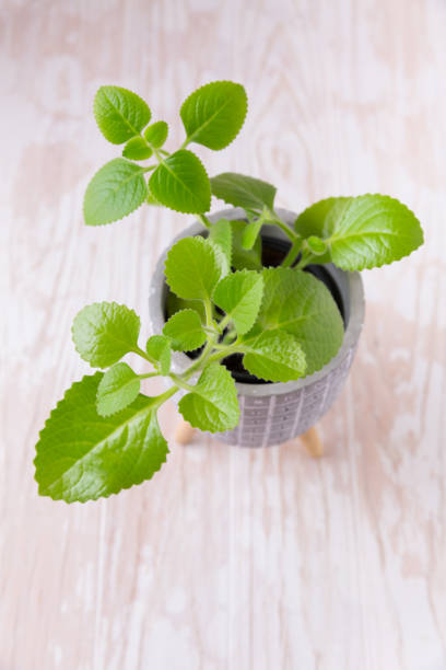 istock Coleus amboinicus - Cuban oregano, Spanish thyme. 1289322251