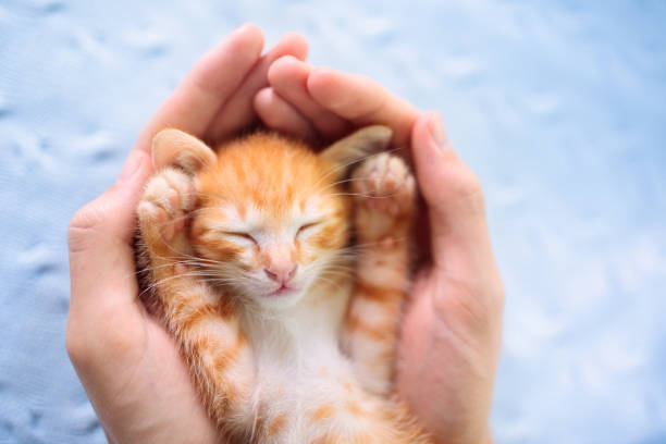 istock Kitten sleeping in man hands. Cats sleep. 1289322268