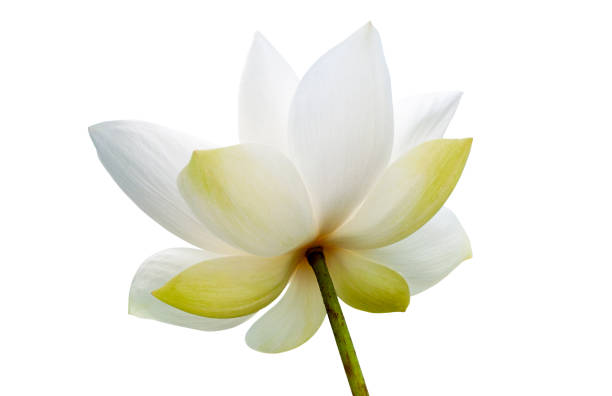 istock White Lotus flower isolated on white background. File contains with clipping path so easy to work. 1289322823