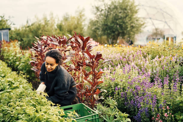 istock Picking the freshest from her farm 1289323182