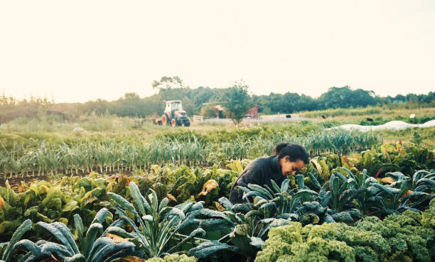 istock Managing a fruitful farm 1289323186