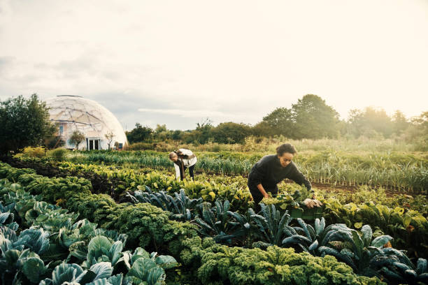 Harvesting around the farm