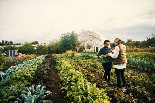 istock Nature has rewarded us with these amazing crops 1289323228
