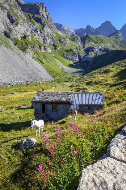 Donkey in a field and sheepfold, Pralognan la Vanoise, French alps