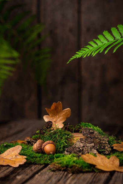 istock Mosses, oak leaves and tree bark 1289327391