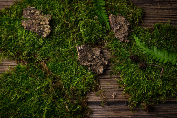 Mosses, oak leaves and tree bark. Forest backdrop concept.