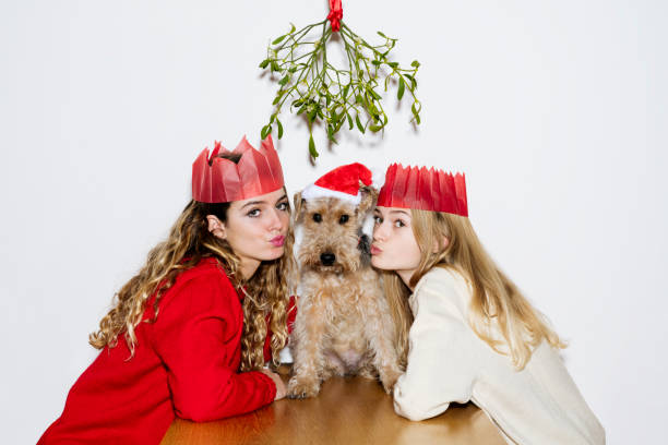 chicas festivas vomitan para besar al perro de la familia en navidad - welsh culture fotos fotografías e imágenes de stock