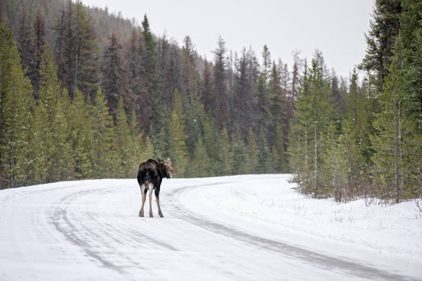 moose (alces alces) standing the icy, snowy road in winter, jasper national park, alberta, canada - moose alberta canada wildlife imagens e fotografias de stock