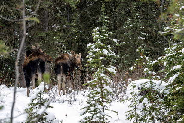 mama łoś z łydką (alces alces) stojąca w śniegu w zimowym lesie w parku narodowym jasper, alberta, kanada - canada moose winter snow zdjęcia i obrazy z banku zdjęć