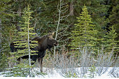 jungelche-im-verschneiten-wald-jasper-nationalpark-alberta-kanada.jpg?b=1&s=170x170&k=20&c=o-MArZKDi6XYRp8WR3jdbvtfor7NTvAmQxh2aYgKvPE=