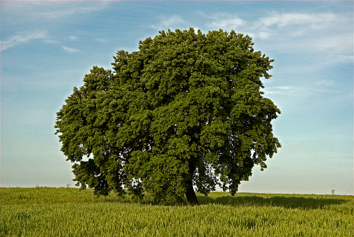 Holly Oak Quercus ilex