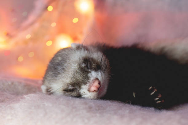 The small ferret sleeps in winter