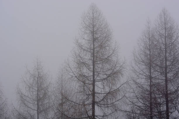 nebbia umida copre la foresta - tofane foto e immagini stock