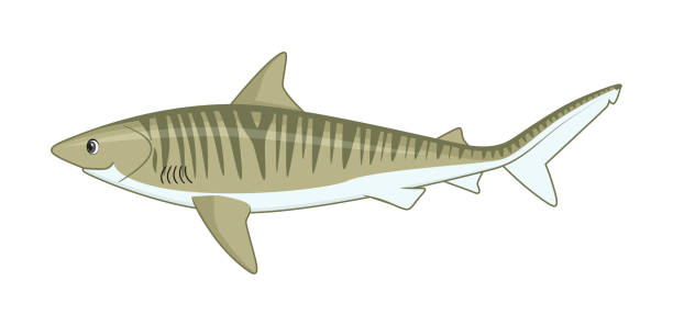 Tiger shark fish on a white background Tiger shark fish on a white background. Cartoon style vector illustration tiger shark stock illustrations
