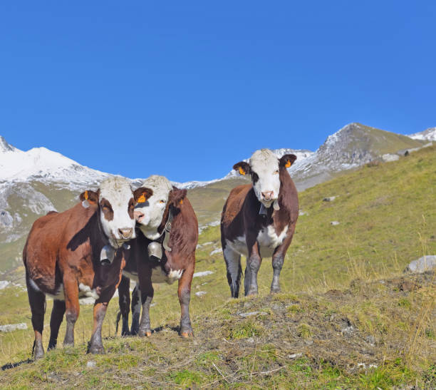istock three alpine brown and white cows in mountain pasture under blue sky 1289332410