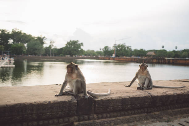 istock Two Monkeys Sitting On The Lake 1289334335