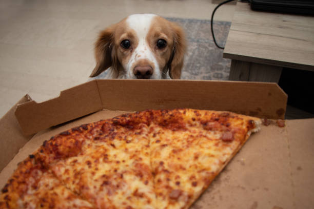 le crabot jaloux veut manger la pizza - nikos photos et images de collection