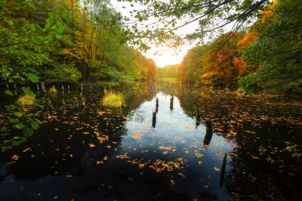 istock Dead tree trunks in Hubertlaki Lake , Hungary 1289337384
