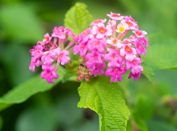istock Red lantana flowers blooming in Okinawa 1289337469