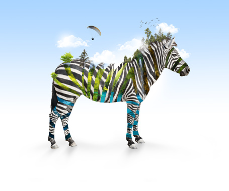 Creative Zebra photo manipulation standing side view on white background with clouds, trees, birds, paraglide,