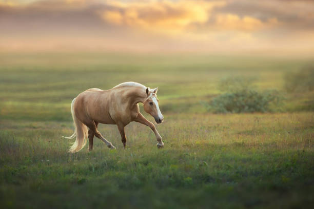 istock Palomino horse at sunset 1289339188