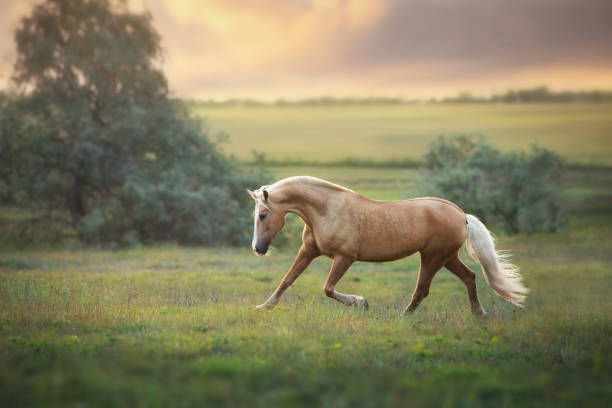 istock Palomino horse at sunset 1289339204
