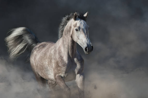 istock Grey arabian horse portrait 1289339206