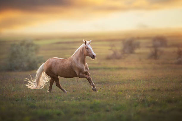 palomino horse at sunset - palomino imagens e fotografias de stock