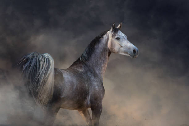 istock Grey arabian horse portrait 1289339211