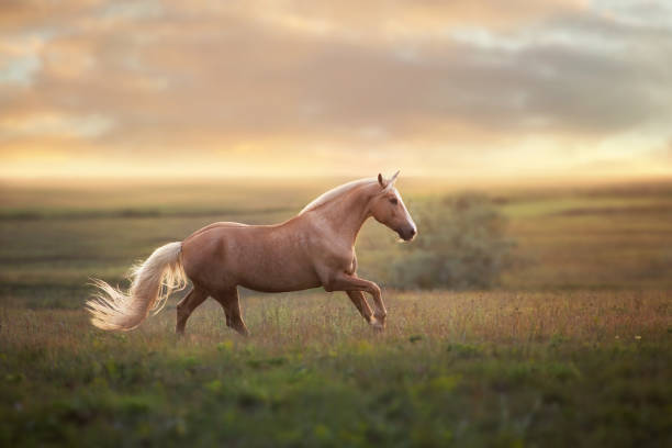 Gallop Animal Gait Stock Photos, Pictures & Royalty-Free Images - iStock