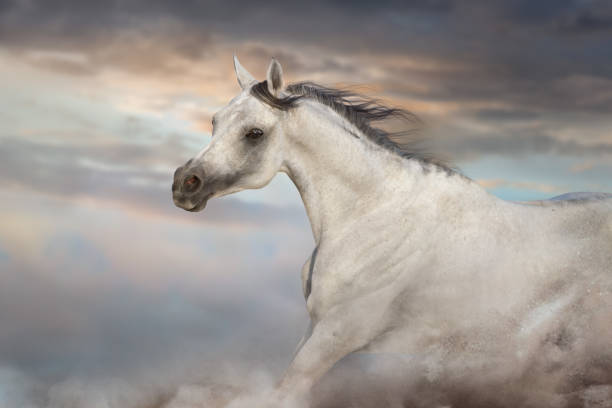 istock Grey arabian horse portrait 1289339229