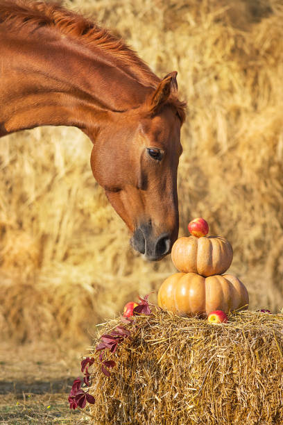 istock Horse with pumpkins 1289339257